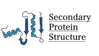 Secondary Structure of Proteins  MCAT Biochemistry [upl. by Donald]