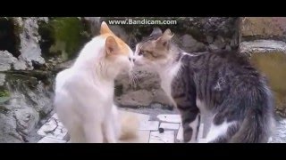 gatos peleando parodia [upl. by Dam]