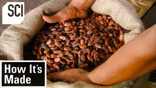 How Its Made Cocoa Beans [upl. by Calvert]