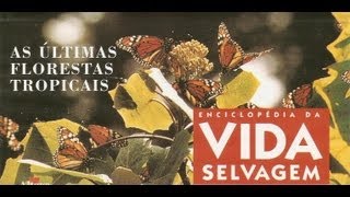 Vida Selvagem  As Últimas Florestas Tropicais  Parte 1  5 [upl. by Enirehtakyram587]