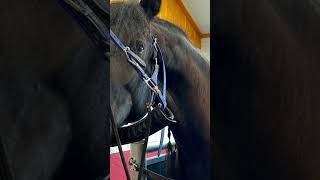 Notaufnahme in die Tierklinik 😱🥹 dressur equestrian haflinger dressagetraining friese [upl. by Dowell103]