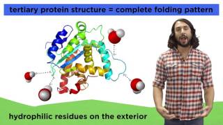 Protein Structure [upl. by Ahcirt]