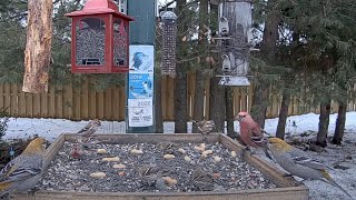 Female Purple Finch Joins Grosbeaks Redpolls and Siskins In Ontario – Feb 7 2024 [upl. by Okemak]