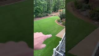 Seed Renovation Update  Seeded Zenith Zoysia  82 Day Update [upl. by Nimzzaj]