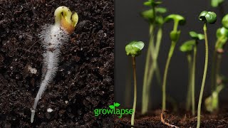 Radish Seed Timelapse Fail 20 days growth from seed germination [upl. by Dorn268]