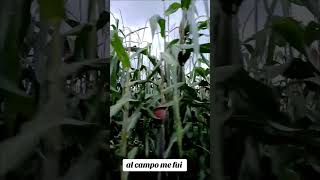 alcampo mefuidevacaciones viraltiktok flyp [upl. by Rubma]