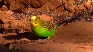 Australia Land of Parrots  Budgies in Nature [upl. by Cira]