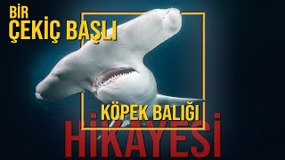 Bu Köpekbalıklarının Başı Neden Çekiç Şeklinde [upl. by Delphina]