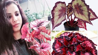 A Complete Care N Tips of Rex Begoniapainted leaf begonia plant Satabdis Green Life [upl. by Annayoj]