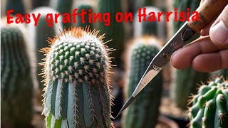 Close view of grafting cactus on best rootstock [upl. by Jerry]