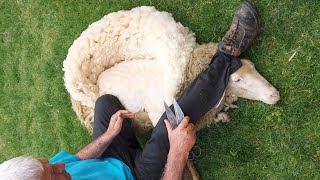 Sheep shearing the old fashioned way  Full video [upl. by Zaid]