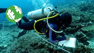 Una historia de esperanza para la protección y restauración de los arrecifes de coral [upl. by Yeldarb]