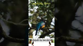 O surucuá lendasdoencarte aves curiosidades passaros animais fauna birds africa informação [upl. by Arihsa633]