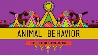 Animal Behavior  CrashCourse Biology 25 [upl. by Sharline710]