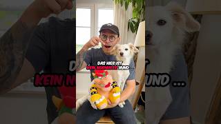 Was ist die BESTE Konsole nintendo playstation xbox hund vlog [upl. by Seidler]