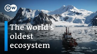 Antarctica A message from another planet  DW Documentary [upl. by Kyre]