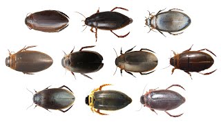 Colymbetes Genus Beetles  Predaceous Diving Beetles  FamilyDytiscidae [upl. by Seerdi]