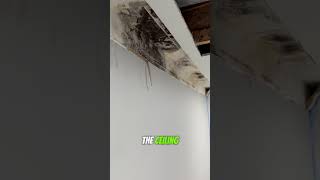 Another moldy home at a gated community in Holtsville NY longisland [upl. by Dickie920]