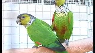 Quiet Conures Pyrrhura Green Cheek and Family [upl. by Atteroc710]