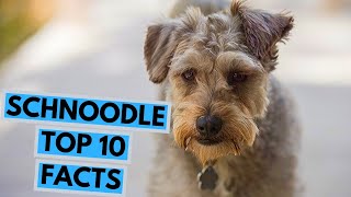 Schnoodle  TOP 10 Interesting Facts [upl. by Doloritas]