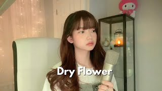 優里 Yuuri  Dry Flower ドライフラワ  Shania Yan Cover [upl. by Iblok387]