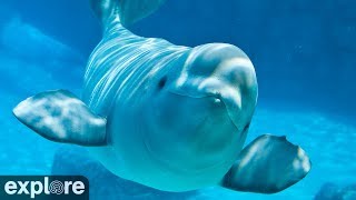 Beluga Boat Cam  Underwater Cam powered by EXPLOREorg [upl. by Orit]