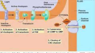 Human Eye 04 Biochemistry [upl. by Akeme677]