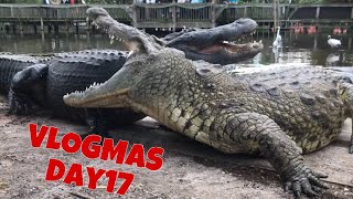 Lyle the Nile Crocodile VLOGMAS DAY 17 [upl. by Henebry270]