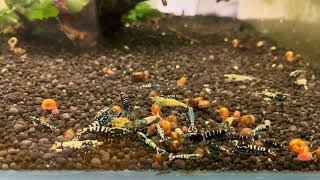 Caridina Mix all colors  Aug24 [upl. by Laurie243]