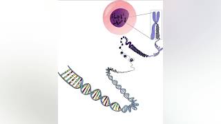 What is Extrachromosomal DNA [upl. by Bogart]