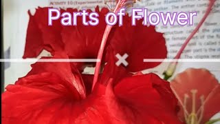 What are the Parts of Flower [upl. by Anem]