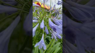 Clip7  Agapanthus  Houston Garden CMo8o1 viral trending popular houstongarden [upl. by Solange]