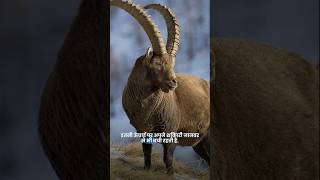 Ibex trandingshorts viralshort viral amazingfacts [upl. by Reeves]