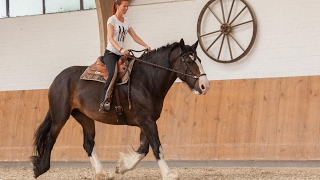 Mit Kaltblütern gebisslos reiten  heute Das Shire Horse [upl. by Livvie753]