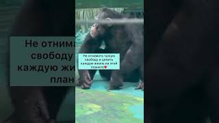 Имеет смысл только Любовь❤️ shortvideoмилыеживотныеобезьянашортсымемтоп [upl. by Maram951]