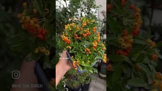 Pyracantha Autumn color🥰 [upl. by Nagam]