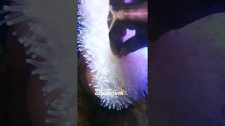 How Does A Sea Anemone Eat [upl. by Laurie]