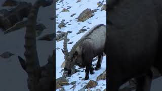 Ibex defy winter Watch these mountain goats graze in the SNOW ❄️ibex wildlifeviral [upl. by Nosretep]