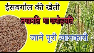 ईसबगोल  लखपति  करोड़पति  ईसबगोल की खेती की पूरी जानकारी  Psyllium Seed Husk  Plantago ovata [upl. by Aenahs7]