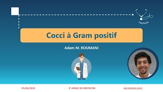 Cocci à Gram positif  Streptocoques I [upl. by Dianemarie]