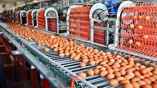 COMO se PRODUCEN 100000 MILLONES de HUEVOS de GALLINA anualmente en Estados Unidos🥚 [upl. by Neelsaj]