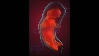 Fetus Development stages3D Animation [upl. by Wolsky]