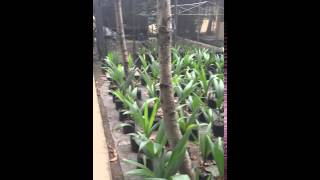 Macapuno coconut nursery in the Philippines [upl. by Annaej]