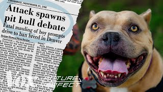 How pit bulls got a bad reputation [upl. by Tterrab]