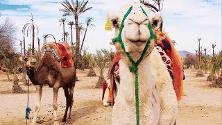 Camera embarquée à Marrakech [upl. by Brawner]