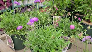 Scabiosa Butterfly Blue  Pink Mist Pincushion Flower  Pretty LONG BLOOMING Perennials [upl. by Tadeo817]