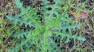 GRESPINO SPINOSO  SIVONE  CASCIGNE  CICERBITA  SCISCERBOA  Sonchus asper Asteraceae [upl. by Kacerek]