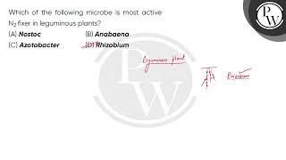 Which of the following microbe is most active N2 fixer in leguminous plants [upl. by Ruthy232]