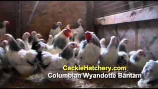 Columbian Wyandotte Bantam Chicken Breed Breeder Flock [upl. by Ahsenot]