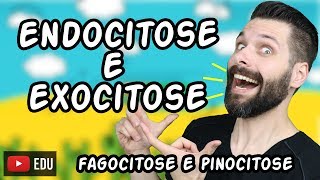 Endocitose Fagocitose e Pinocitose e Exocitose  Transporte por Vesículas  Biologia [upl. by Maureen]